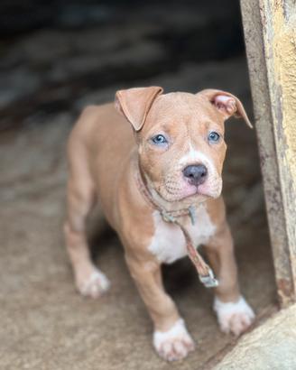 Cucciole pitbull