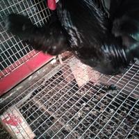 Galline olandesi nani