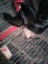 Galline olandesi nani