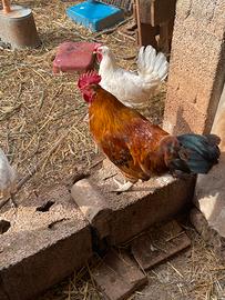 Galli, galline e polli