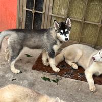 Ultimi tre cuccioli di Siberian Husky con pedigree