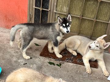 Ultimi tre cuccioli di Siberian Husky con pedigree