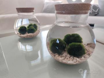 Composizione pianta Marimo + vaso 