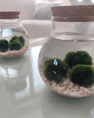 Composizione pianta Marimo + vaso 