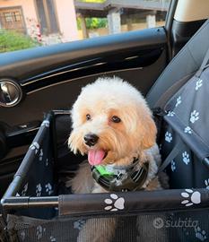 Maltipoo per monta