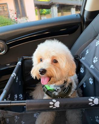 Maltipoo per monta