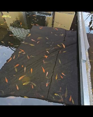 Carpe koi