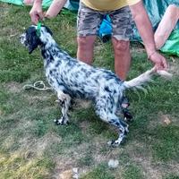 Cane da caccia