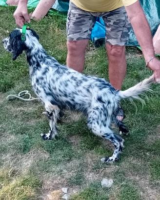 Cane da caccia