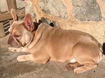 Bulldog francese