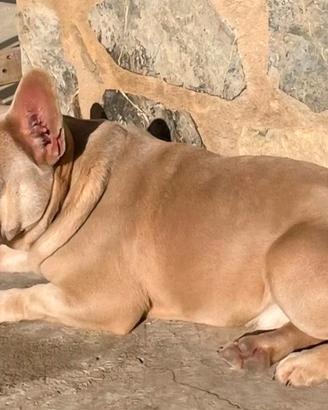 Bulldog francese