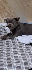 Chihuahua lilac