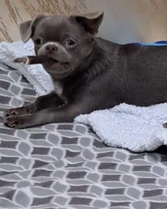 Chihuahua lilac