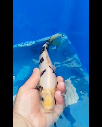 Carpe koi