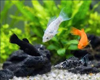 Mollie/Swordtail solo per ritiro in persona