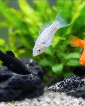 Mollie/Swordtail solo per ritiro in persona