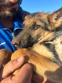 Regaliamo due cagnoline di pastore tedesco