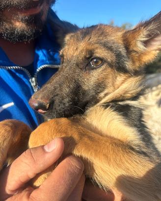 Regaliamo due cagnoline di pastore tedesco