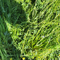 Foraggio in ballette vari miscugli