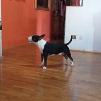 Bull terrier tigrato miniatura x accoppiamento
