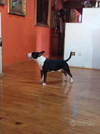 Bull terrier tigrato miniatura x accoppiamento