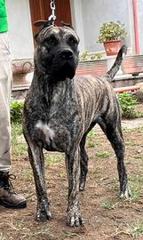 Presa canario