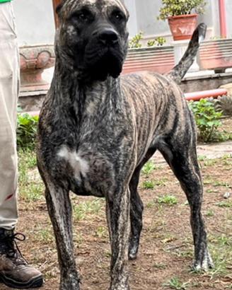Presa canario