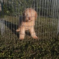 Ultimo Cucciolo Lagotto Romagnolo