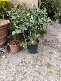 pianta di limone