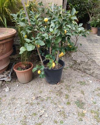 pianta di limone