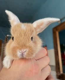 Coniglio nano ariete