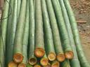 Bambù - canne di bambu per arredamento