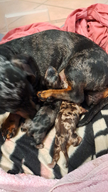 Bassotti Arlecchino taglia nana cioccolato/silver