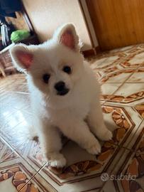 Volpino di Pomerania