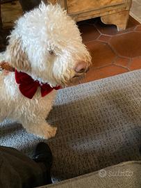 Lagotto ronagnolo