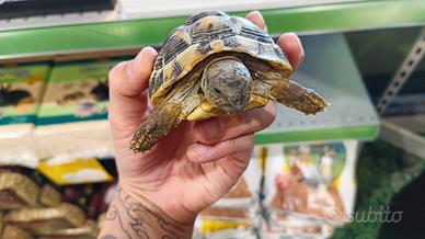 Testudo Hermanni - Tartaruga di terra
