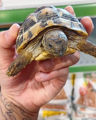 Testudo Hermanni - Tartaruga di terra