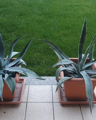 Agave piante grasse