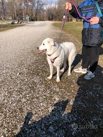 Pastore maremmano Femmina