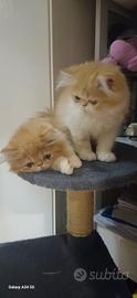 Gatti persiani ,red,ghiaccio e argento
