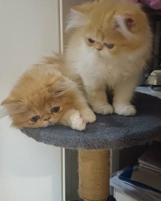 Gatti persiani ,red,ghiaccio e argento