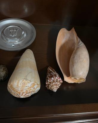 Conchiglie da collezionare. Provenienza Ghana.