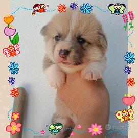 Welsh corgi pembroke