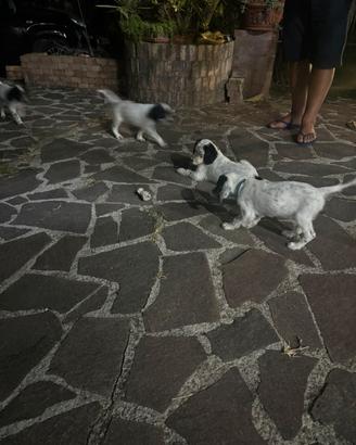 Cuccioli setter
