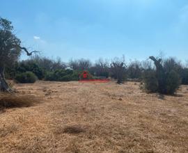 Terreno agricolo con pajara ad ugento