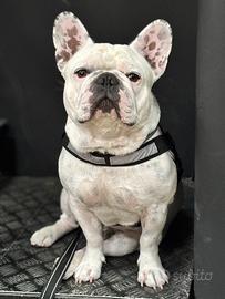 Bulldog francese