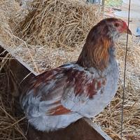 Gallina Araucana