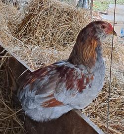 Gallina Araucana