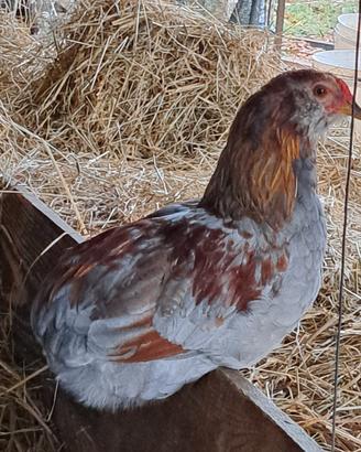 Gallina Araucana