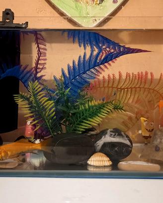 acquario per pesci 